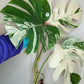 Monstera Albo 2 in 1 - Top Cut and Mid Cut #16