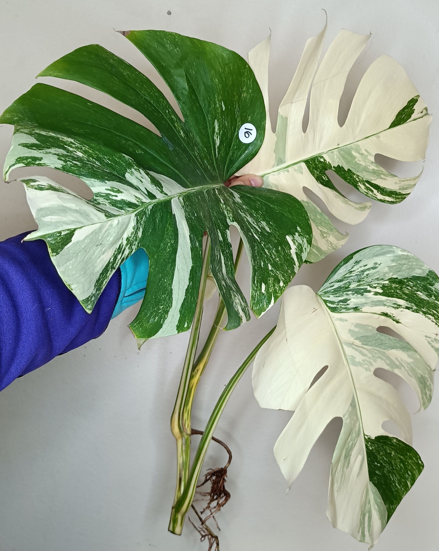 Monstera Albo 2 in 1 - Top Cut and Mid Cut #16