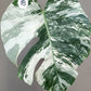 Monstera Albo # 18- Reserved Roberto Gonzales