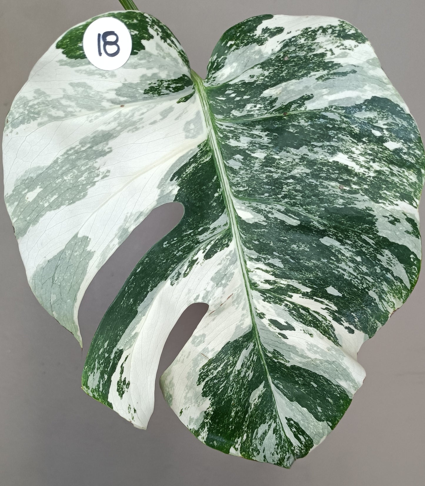 Monstera Albo # 18- Reserved Roberto Gonzales