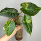 Alocasia Regal Shield