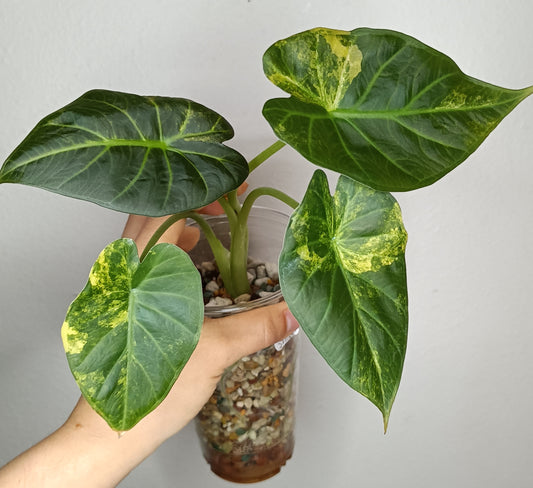 Alocasia Regal Shield