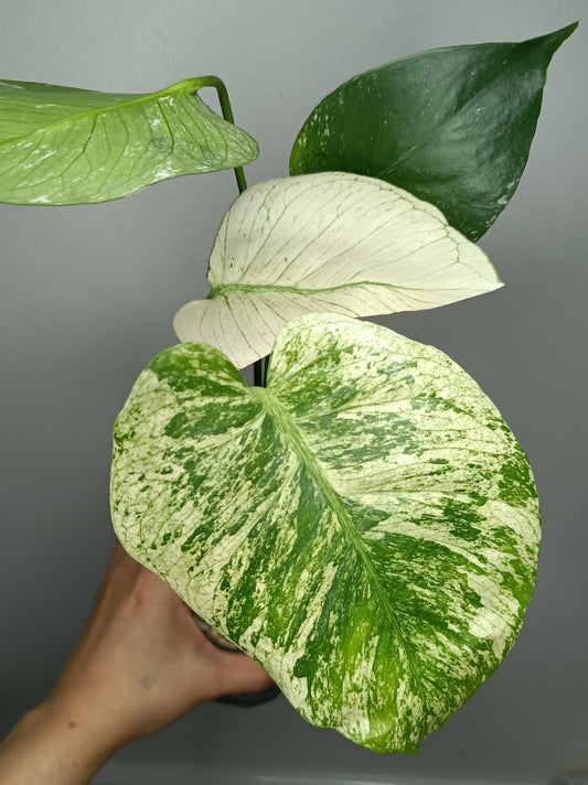 Monstera White Monster - Reserved Yaneli Lopez