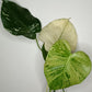Monstera White Monster #3 - Burle Marx Flame #7