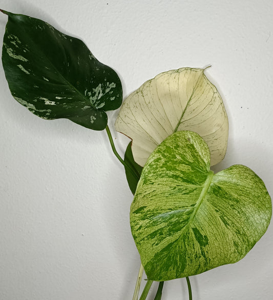 Monstera White Monster #3 - Burle Marx Flame #7