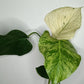 Monstera White Monster #5 & Monstera Albo Mid Cuts #2,#15,#17,#-Albo Top Cut #7 -Reserved Robert Gonzales