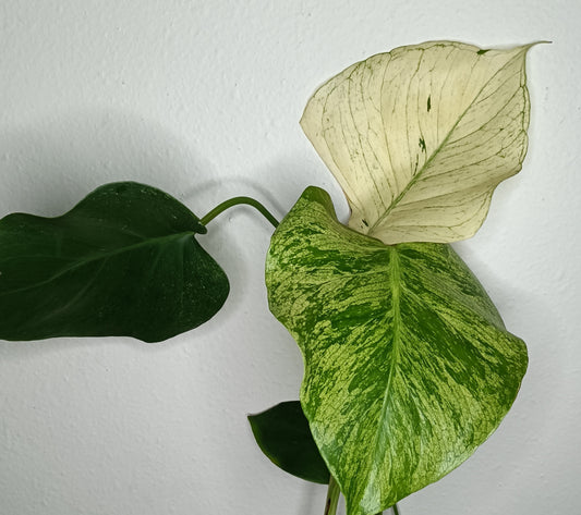 Monstera White Monster #5 & Monstera Albo Mid Cuts #2,#15,#17,#-Albo Top Cut #7 -Reserved Robert Gonzales