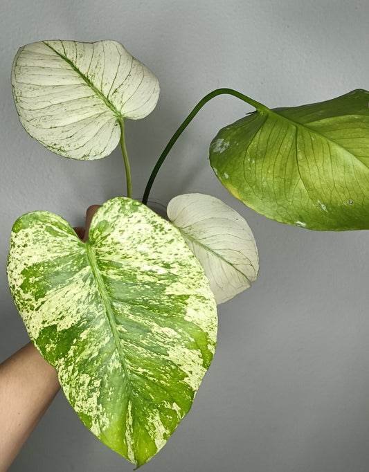 Monstera White Monster - Reserved Marina Wilson