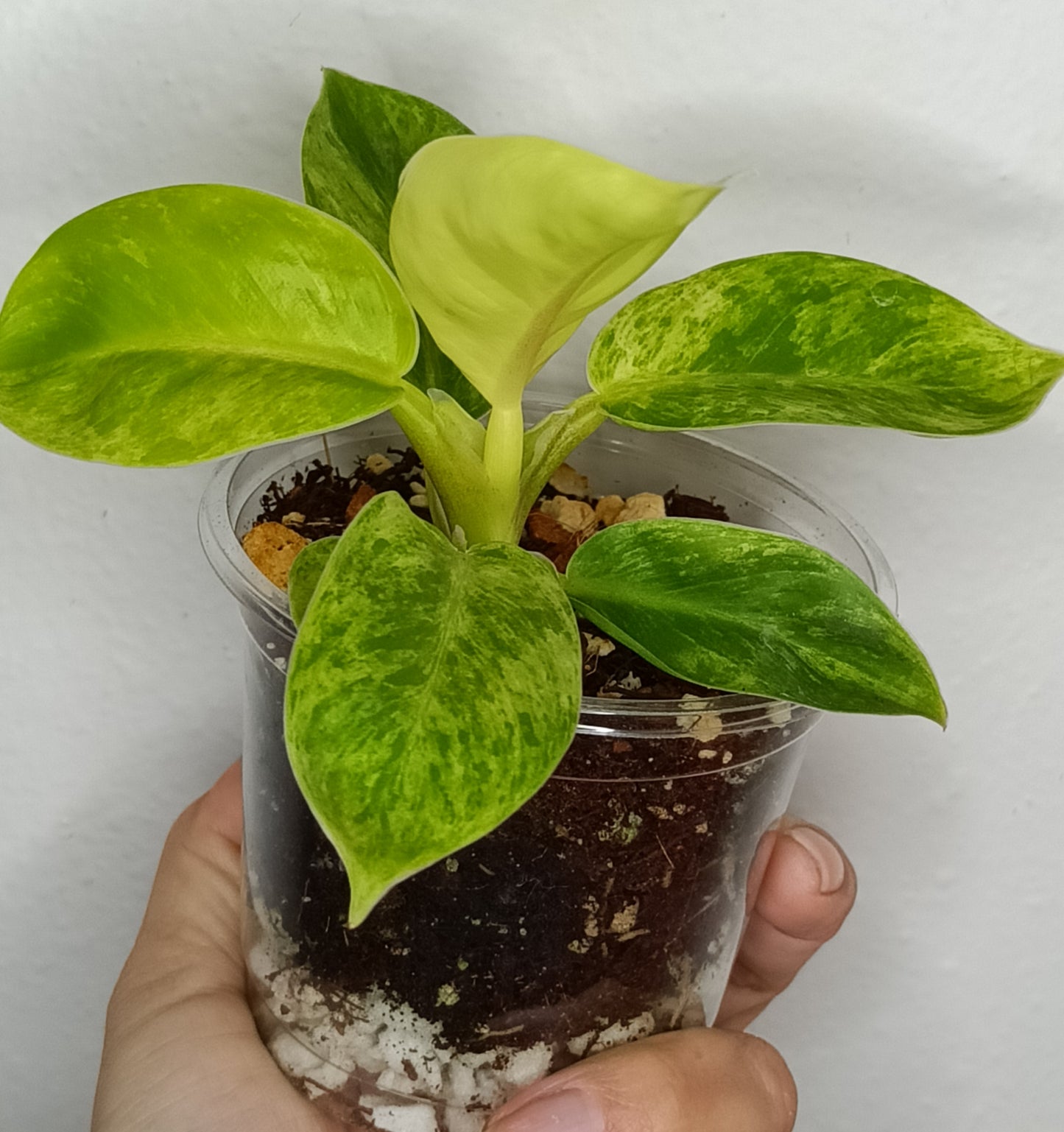 Philodendron Moonlight Variegated