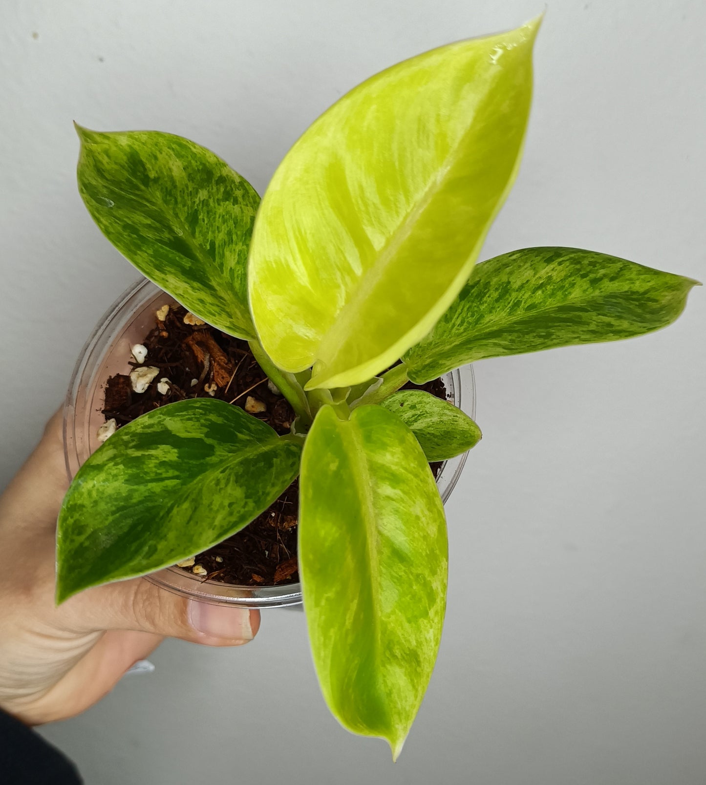 Philodendron Moonlight Variegated