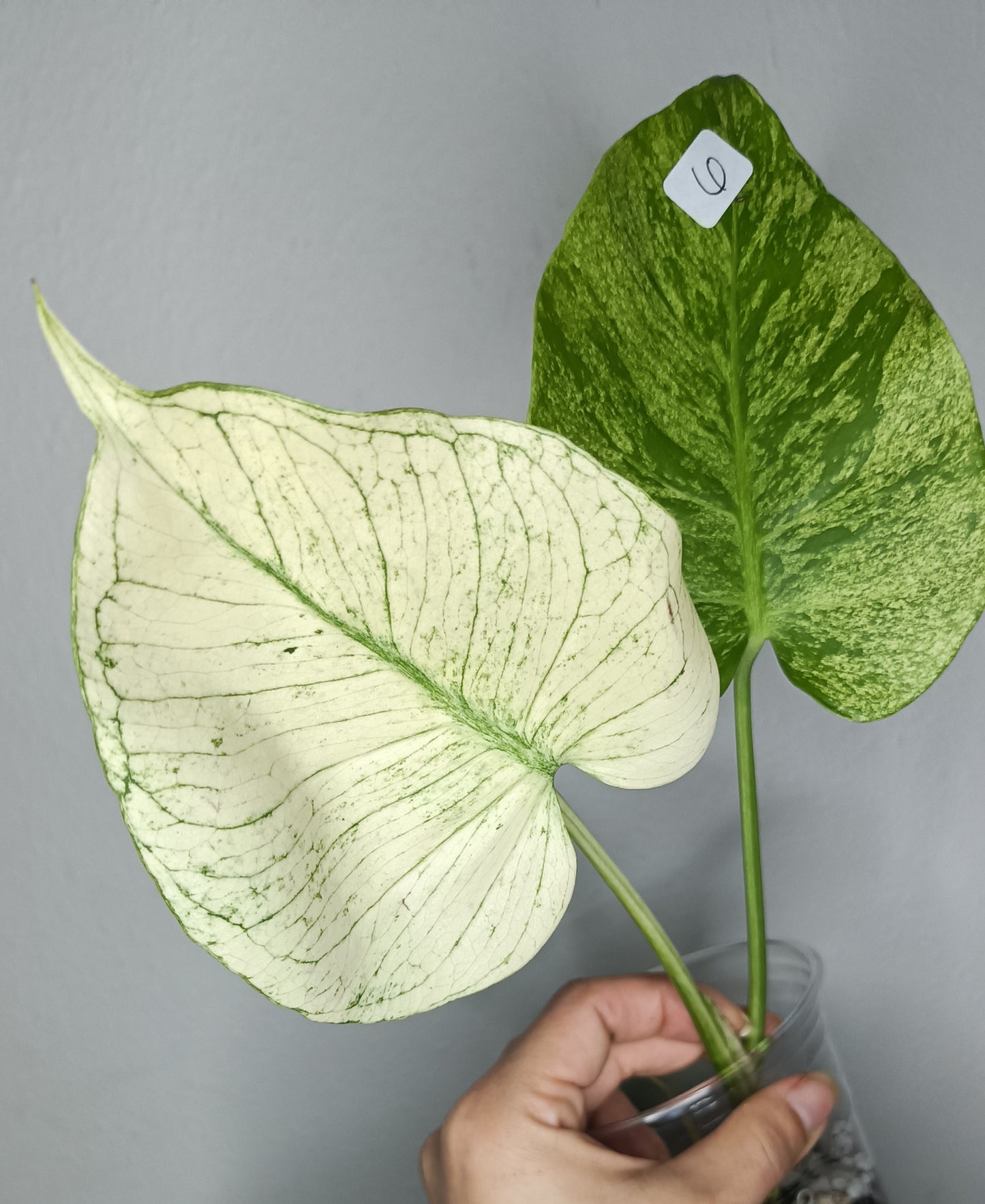 Monstera White Monster #6 - Reserved Katie Ortiz