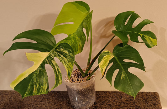 M. Aurea reserved for Natalie Watkins