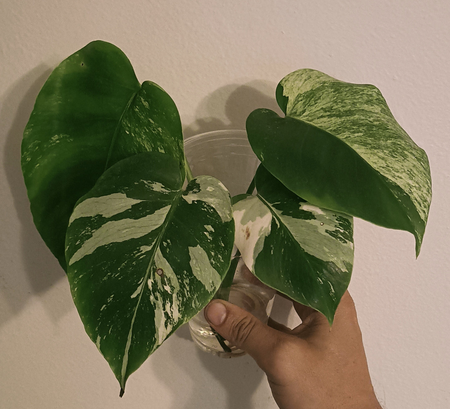 Monstera NOID Mint reserved for Tyler Anh Lê