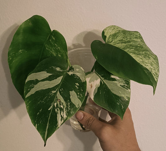 Monstera NOID Mint reserved for Tyler Anh Lê