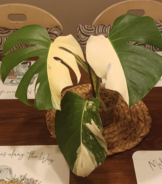 Monstera Albo Halfmoon reserved for See Yang