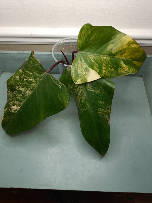 Philodendron Strawberry Shake