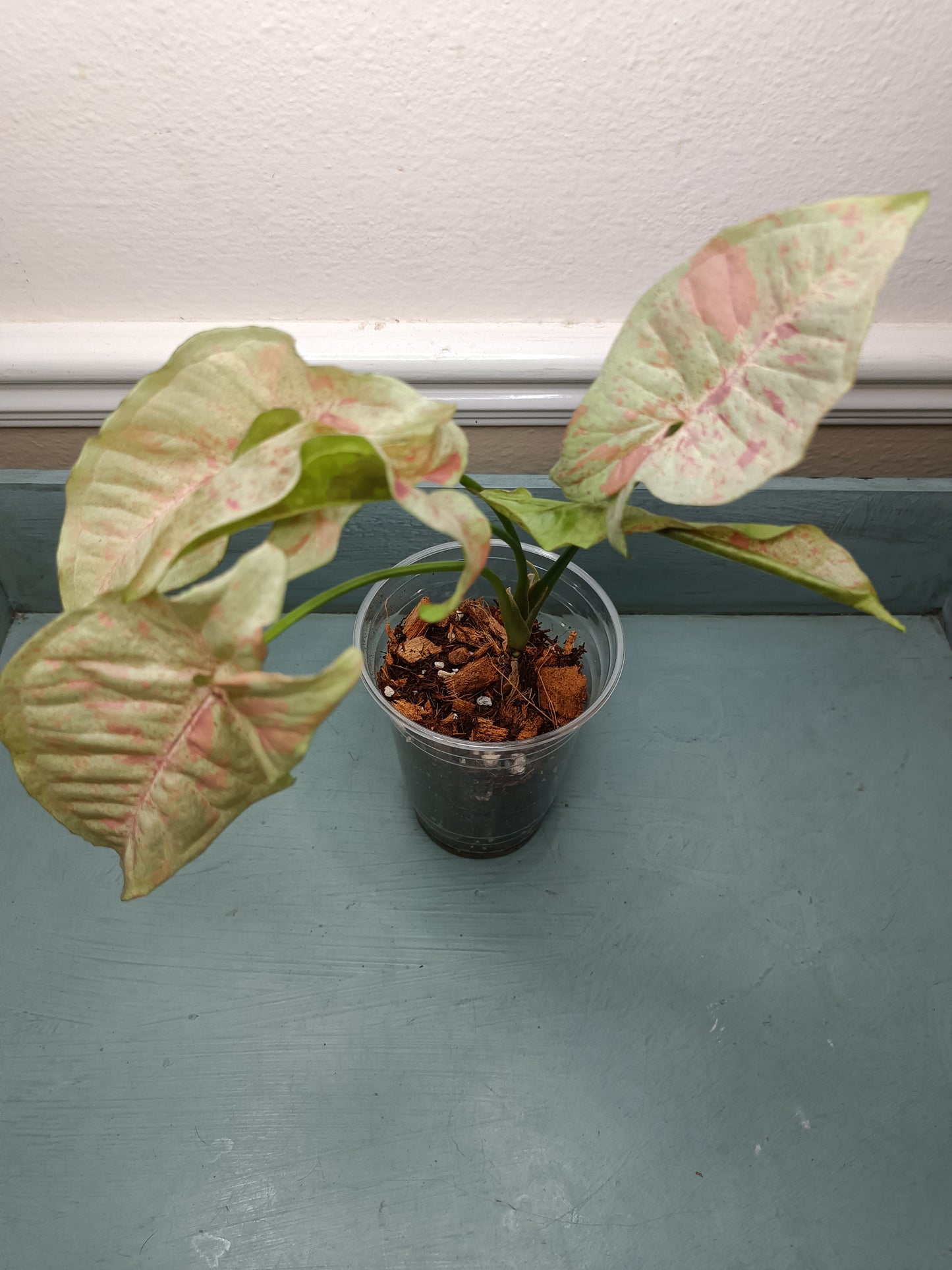 Katie Pilcher Milk Confetti