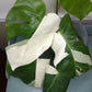 Monstera Albo #4