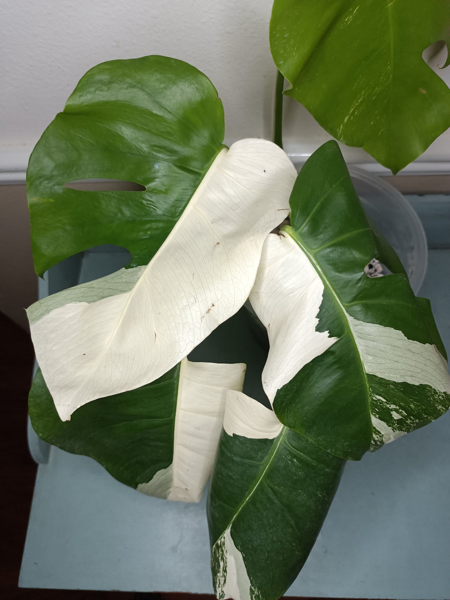 Monstera Albo #4