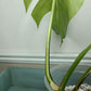 Monstera Albo #4