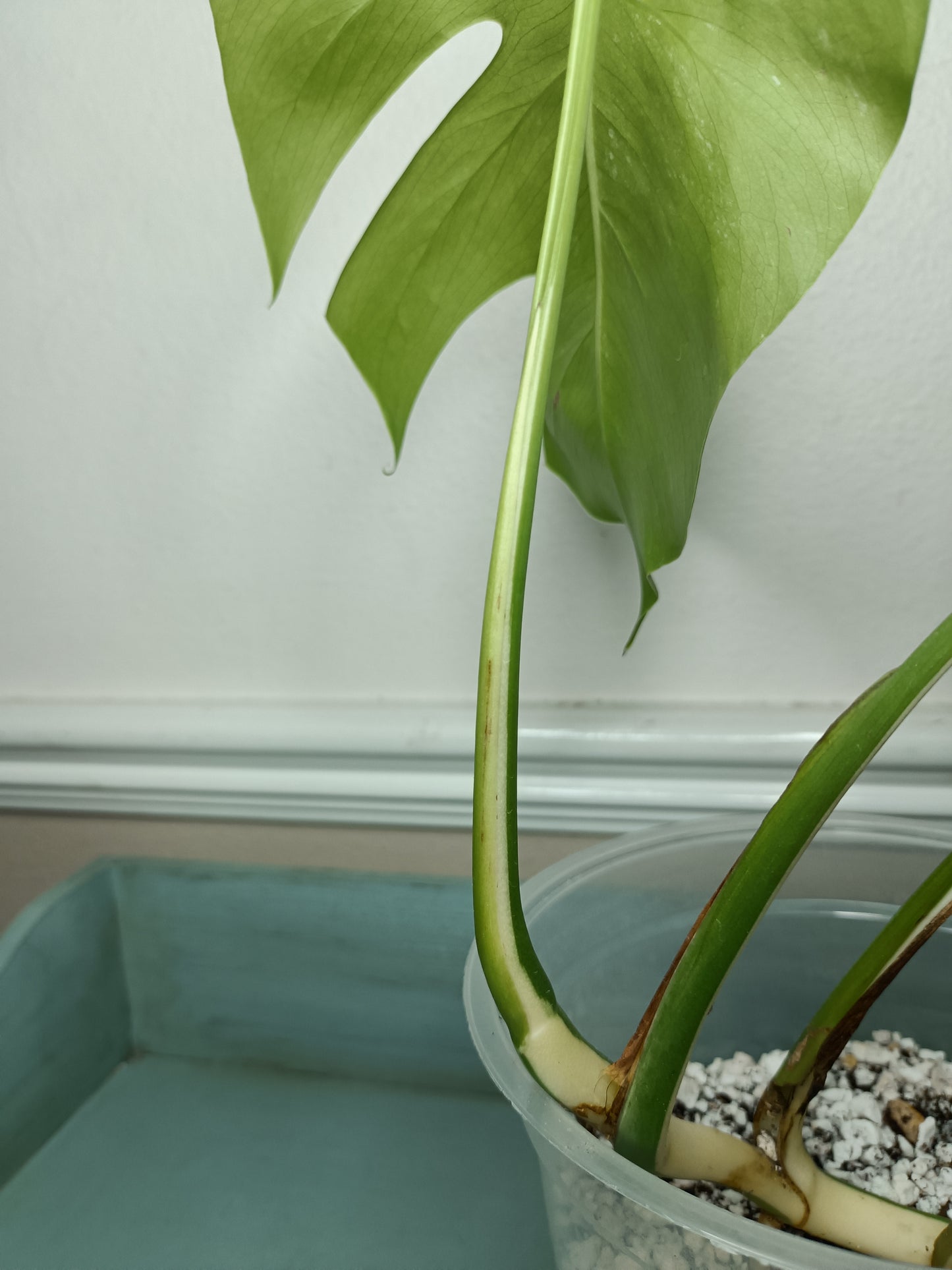 Monstera Albo #4