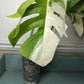 Monstera Albo #5