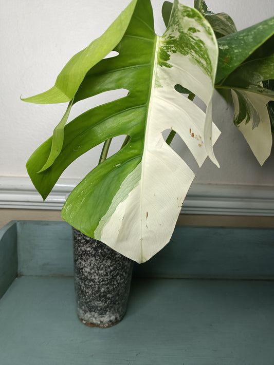 Monstera Albo #5