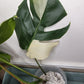 Monstera Albo #8