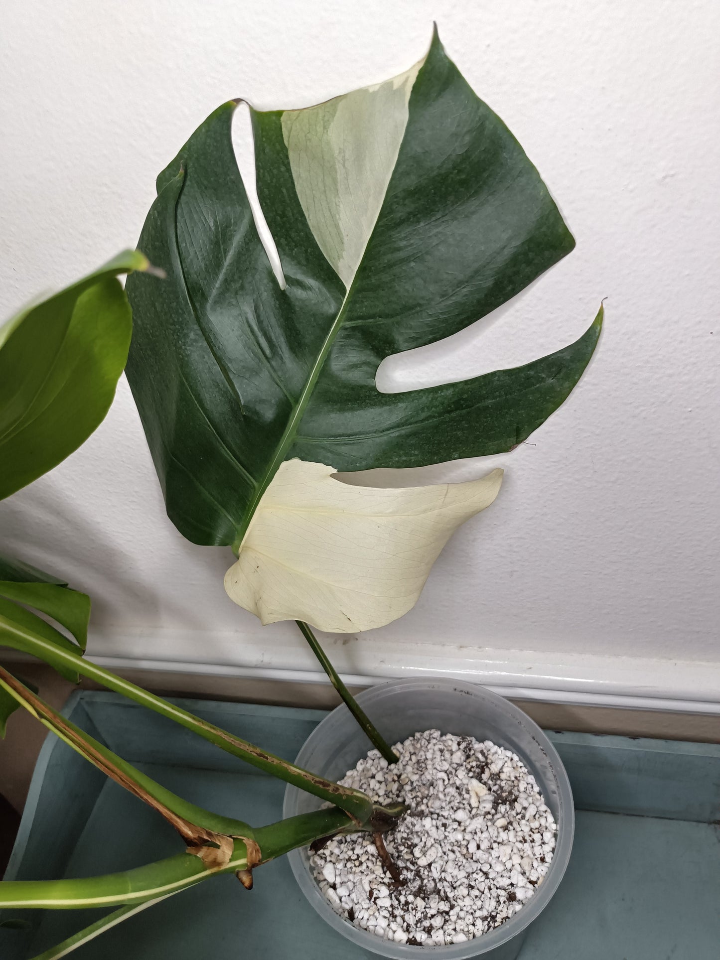 Monstera Albo #8