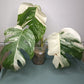 Monstera Albo #9