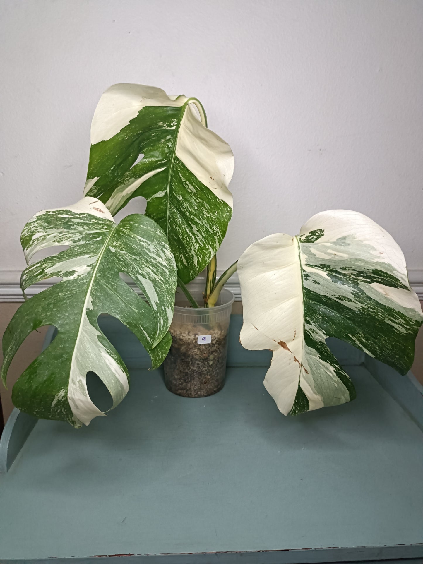 Monstera Albo #9