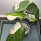 Monstera Albo #12 Thai con #8 Reserved Rancey Hereford-Hoit