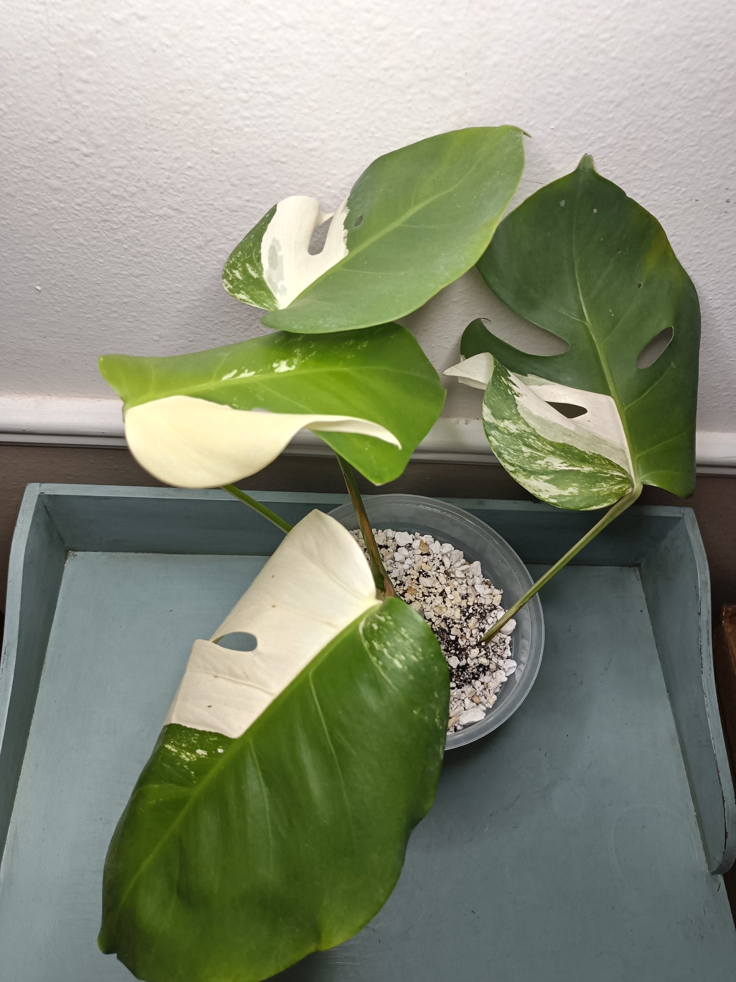 Monstera Albo #12 Thai con #8 Reserved Rancey Hereford-Hoit