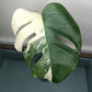 Monstera Albo #13