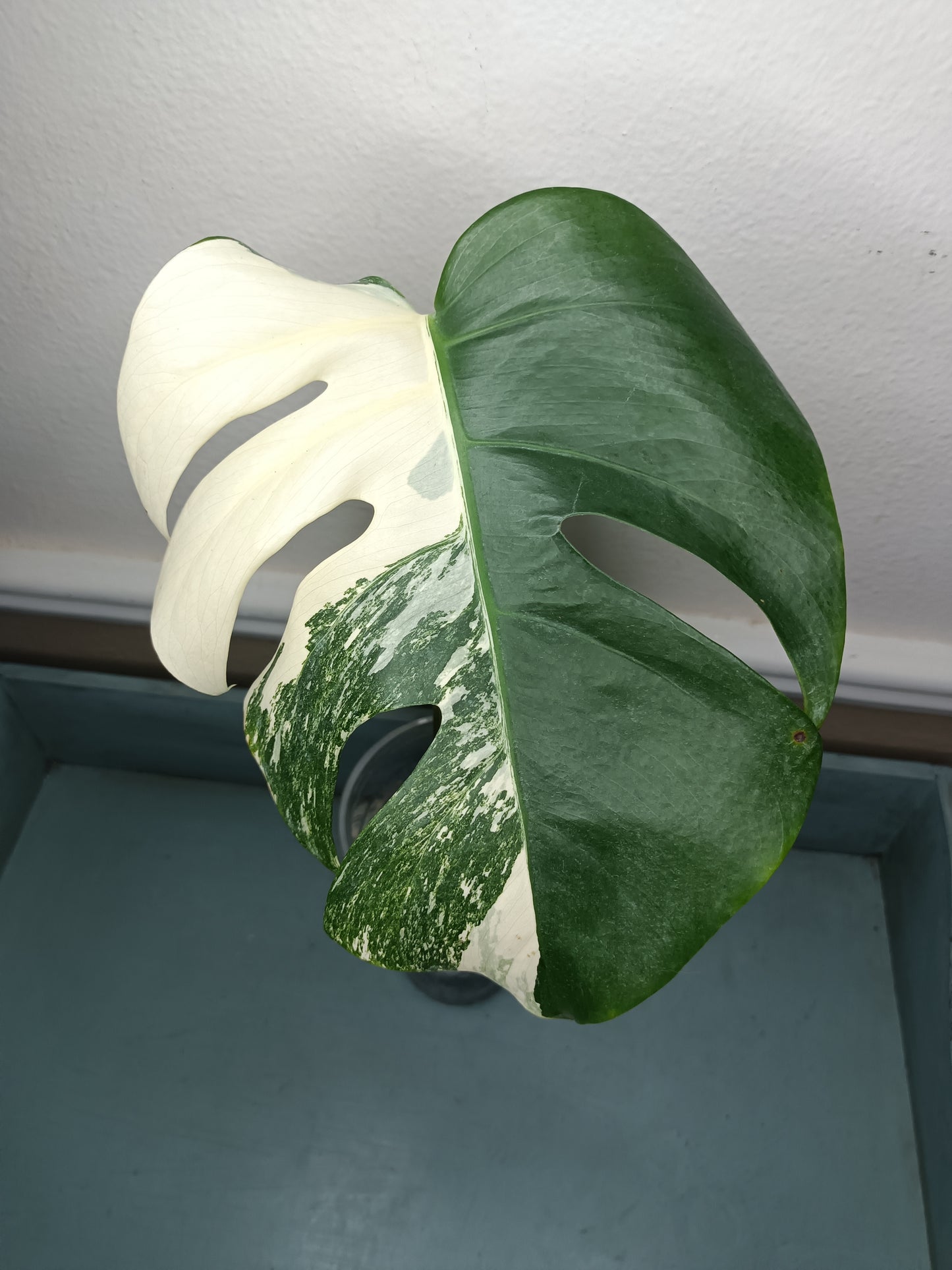 Monstera Albo #13