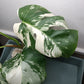 5 leaf Monstera Albo