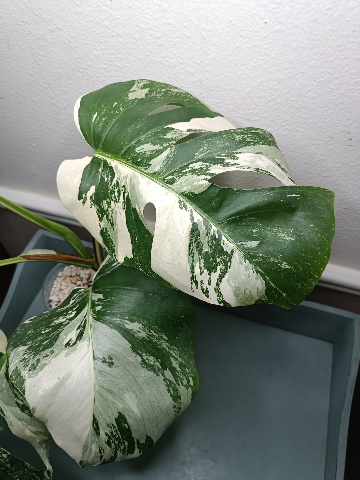 5 leaf Monstera Albo