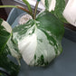 5 leaf Monstera Albo