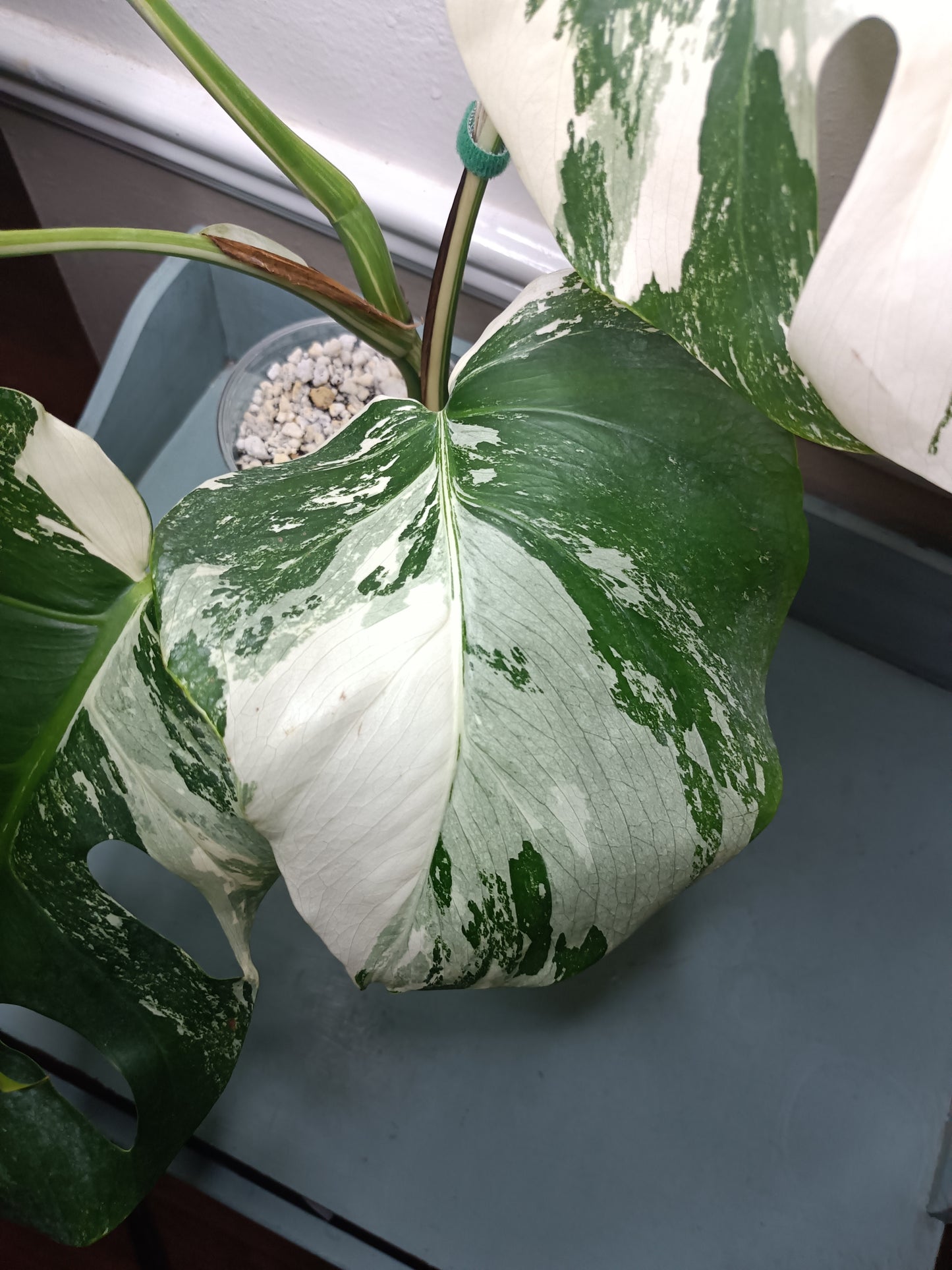 5 leaf Monstera Albo