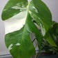 5 leaf Monstera Albo