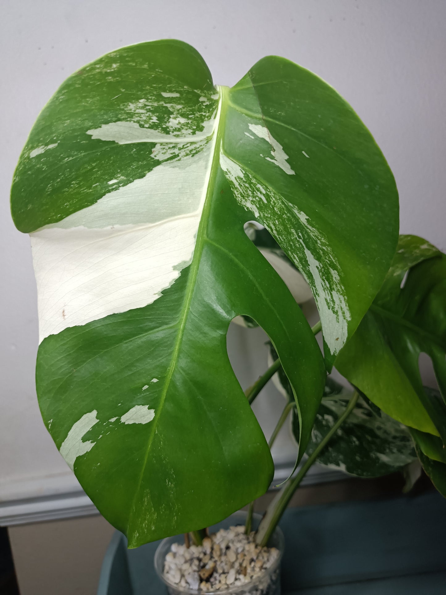 5 leaf Monstera Albo