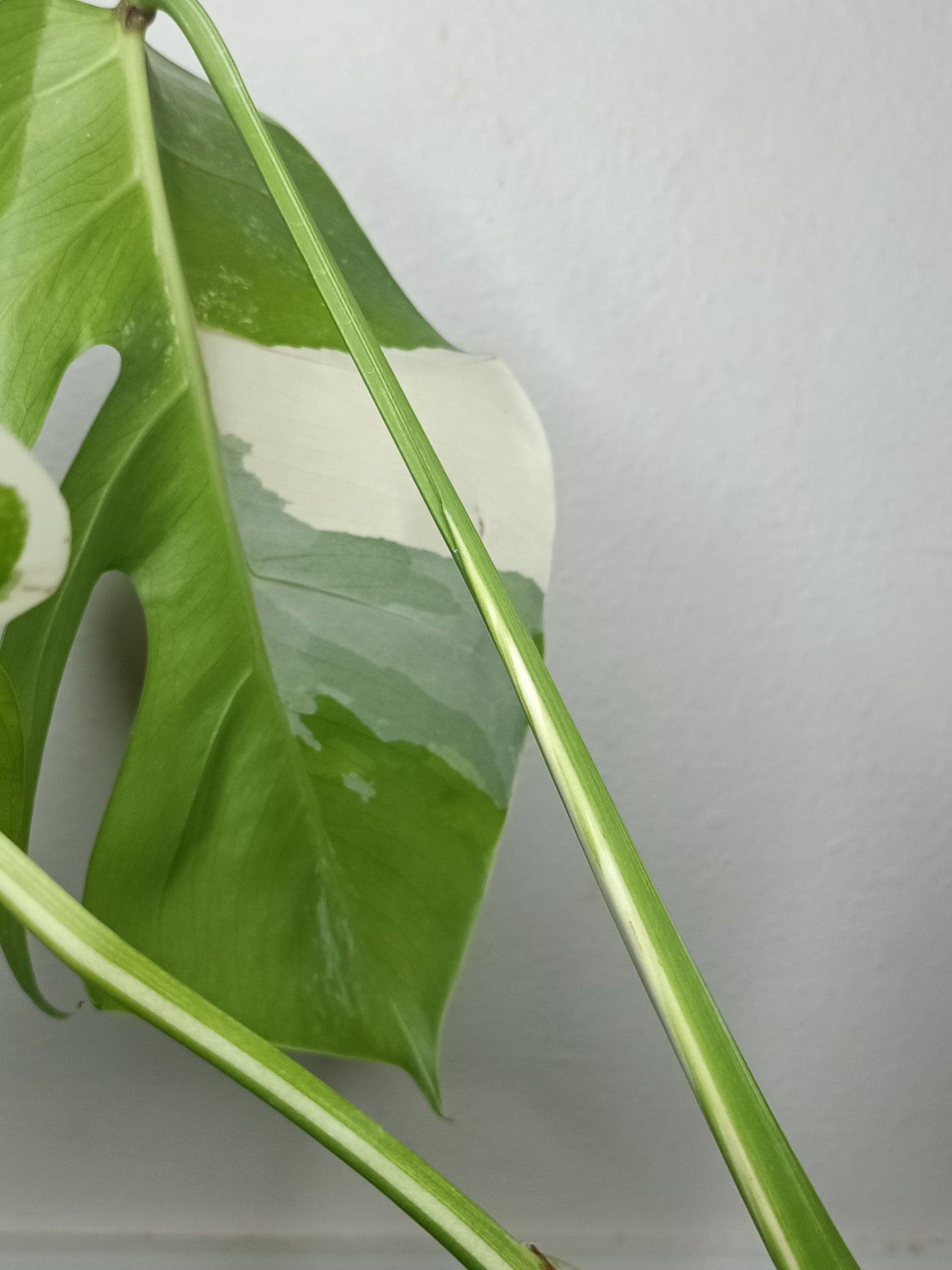 5 leaf Monstera Albo