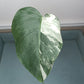 Monstera Albo mid cut #14