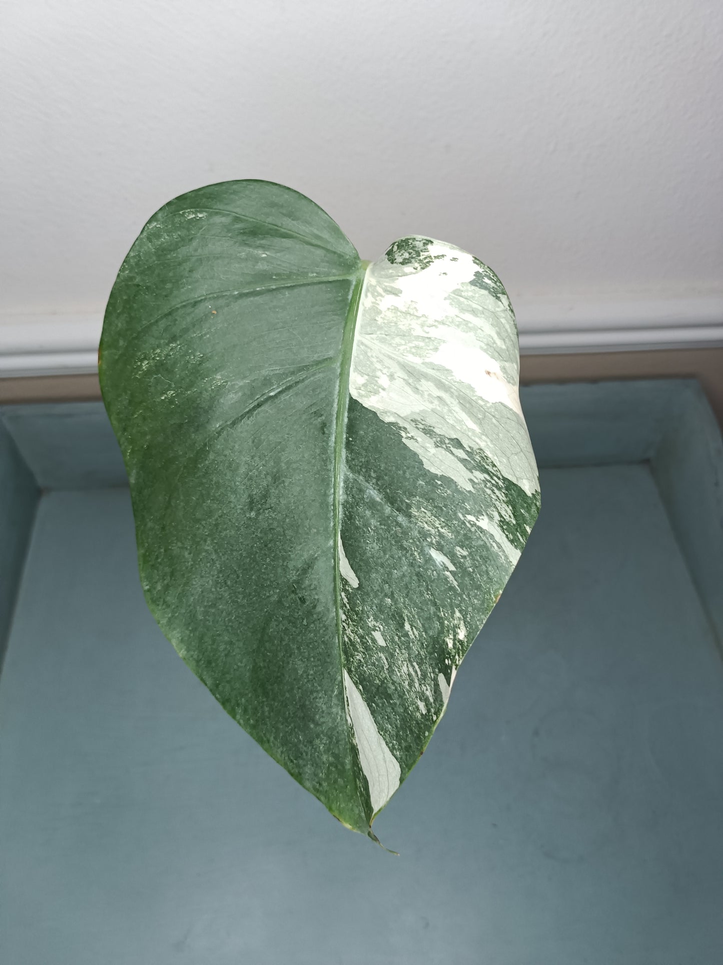 Monstera Albo mid cut #14