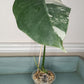 Monstera Albo mid cut #14