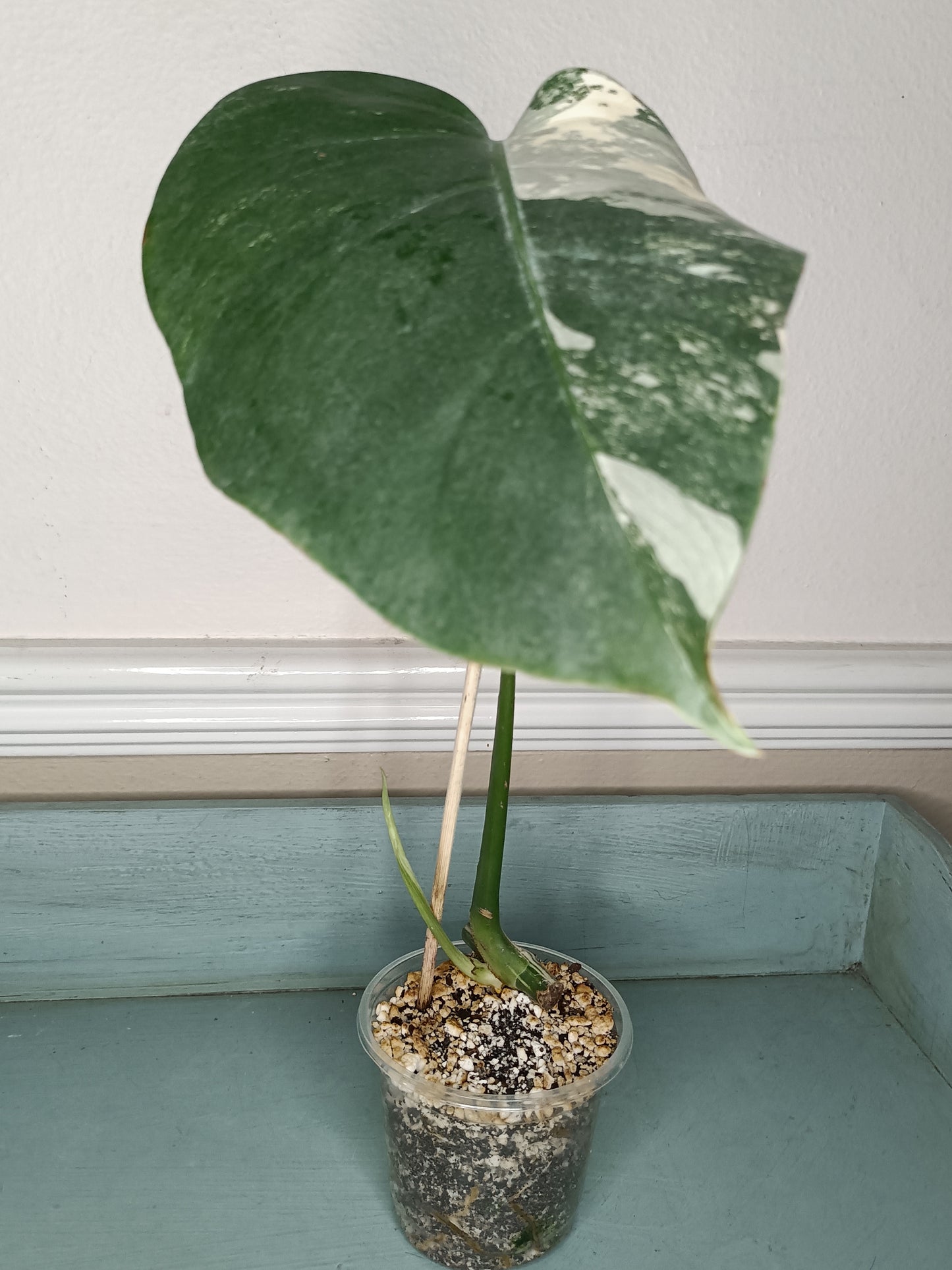 Monstera Albo mid cut #14