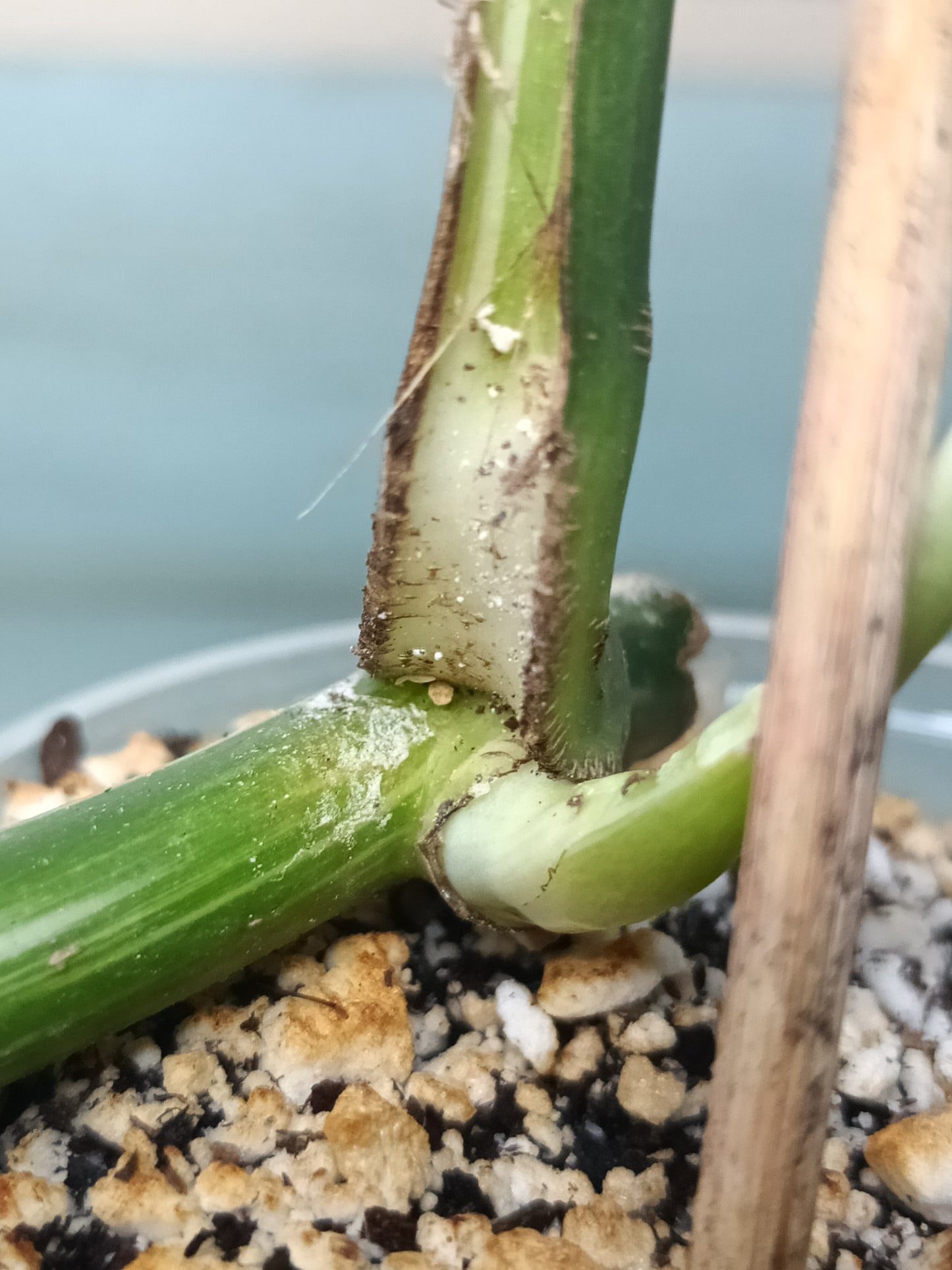 Monstera Albo mid cut #14