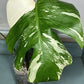 Monstera Albo Top Cut #15