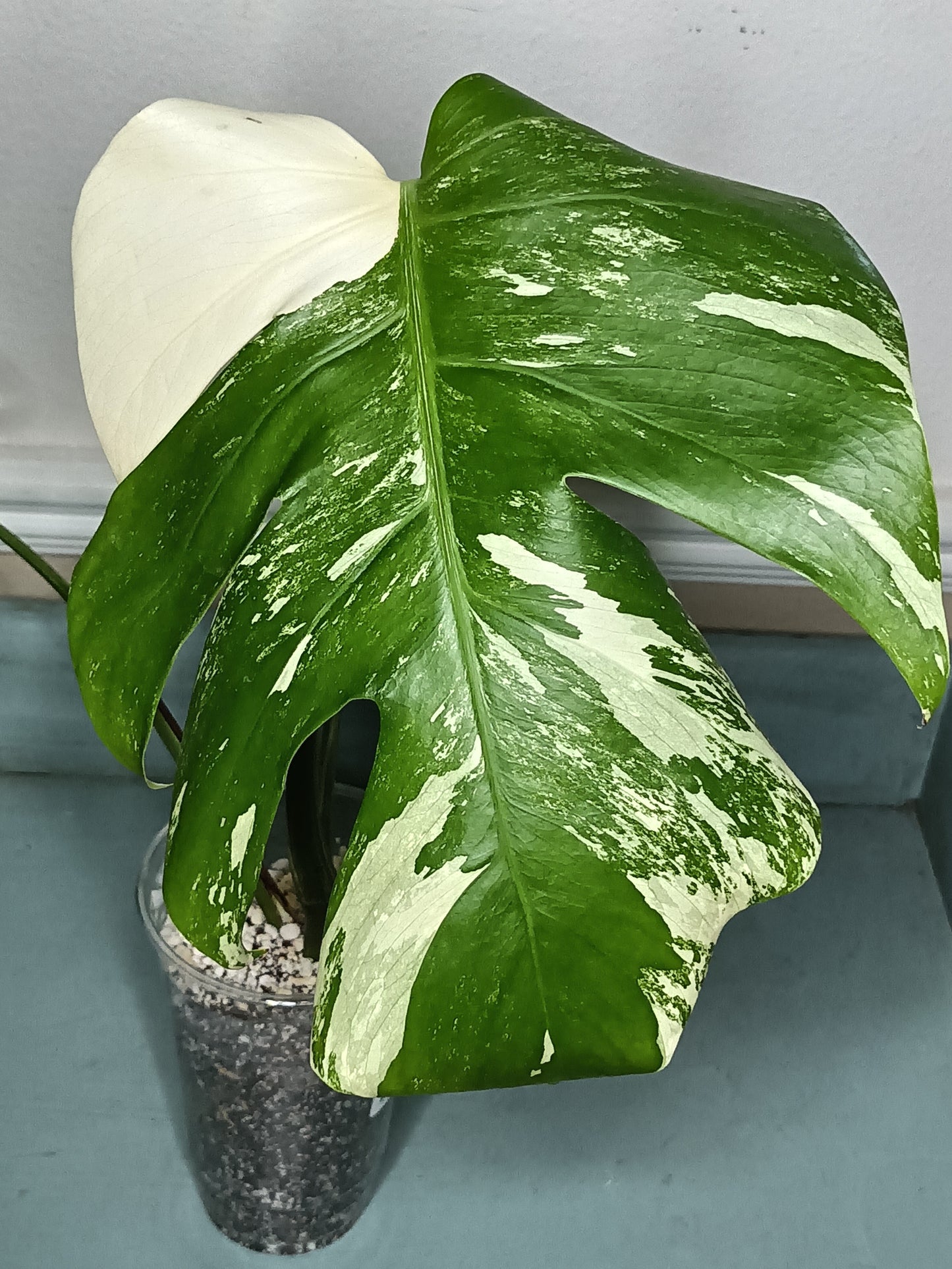 Monstera Albo Top Cut #15