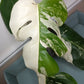 Monstera Albo Top Cut